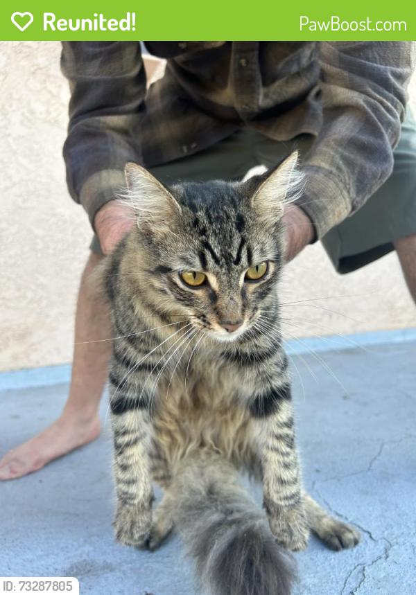 Reunited Male Cat last seen W Juno Ave, S Fann St, Anaheim, CA 92804