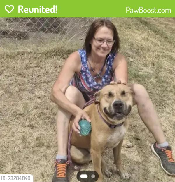 Reunited Female Dog last seen Denair and East 4th Street, Fort Worth, TX 76111