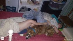 Lost Male Dog last seen Brittney ln, glen Daniel wv and Mattsville Rd glen Daniel wv, Glen Daniel, WV 25932