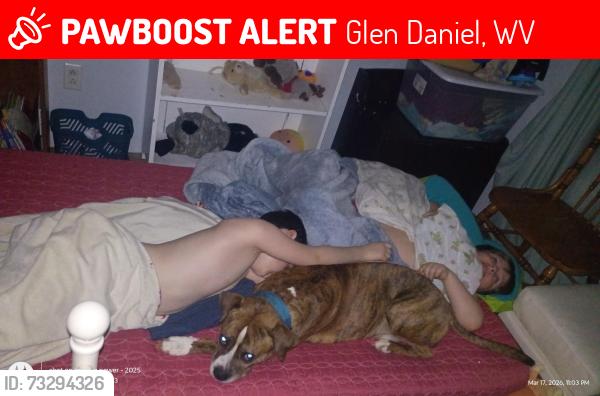 Lost Male Dog last seen Brittney ln, glen Daniel wv and Mattsville Rd glen Daniel wv, Glen Daniel, WV 25932