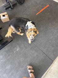Found/Stray Male Dog last seen Frio, Midland, TX 79707