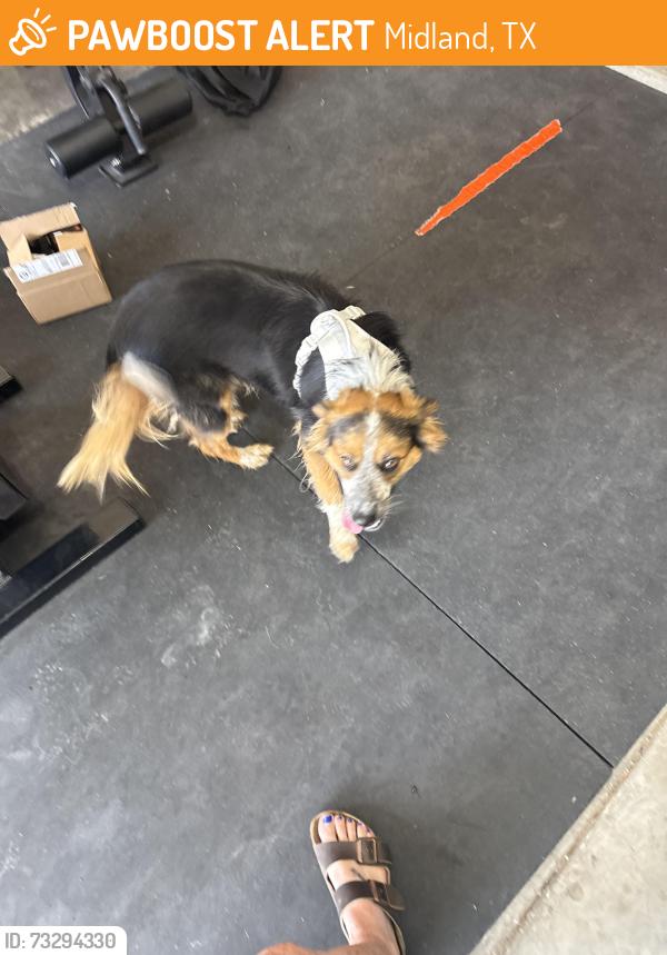 Found/Stray Male Dog last seen Frio, Midland, TX 79707