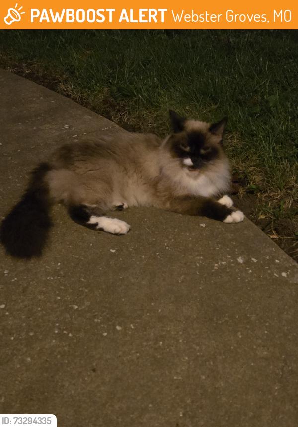 Found/Stray Unknown Cat last seen Lanvale & Southside, Webster Groves, MO 63119
