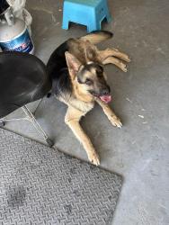 Reunited Male Dog last seen Yewleaf ct, The Woodlands, TX 77381