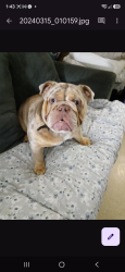 Lost Male Dog last seen I H 35 and W. THEO, San Antonio, TX 78214