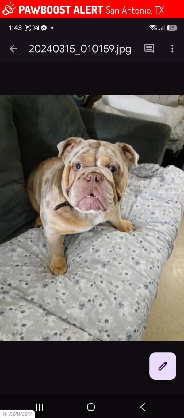 Lost Male Dog last seen I H 35 and W. THEO, San Antonio, TX 78214