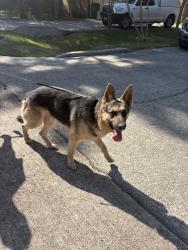Reunited Male Dog last seen Coralberry, The Woodlands, TX 77381