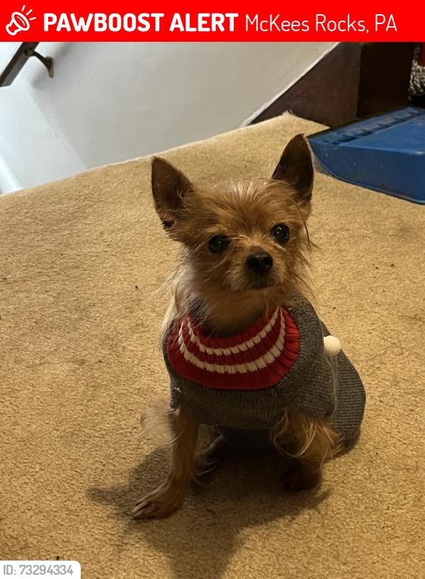 Lost Male Dog last seen Sto Rox high school, McKees Rocks, PA 15136