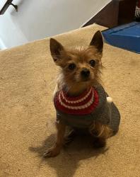 Lost Male Dog last seen Sto Rox high school, McKees Rocks, PA 15136