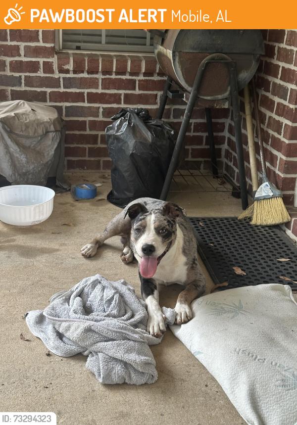 Found/Stray Male Dog last seen Moffett road and Woodley road, Mobile, AL 36618