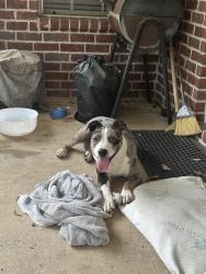 Found/Stray Male Dog last seen Moffett road and Woodley road, Mobile, AL 36618