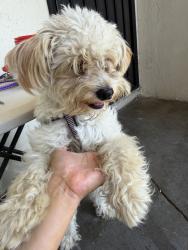Found/Stray Female Dog last seen Banning/ Alameda, Compton, CA 90220