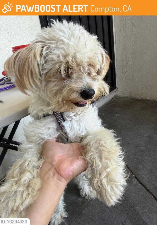 Found/Stray Female Dog last seen Banning/ Alameda, Compton, CA 90220