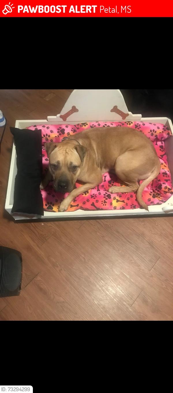 Lost Female Dog last seen Mitchell street, Petal, MS 39465
