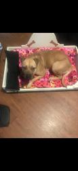Lost Female Dog last seen Mitchell street, Petal, MS 39465