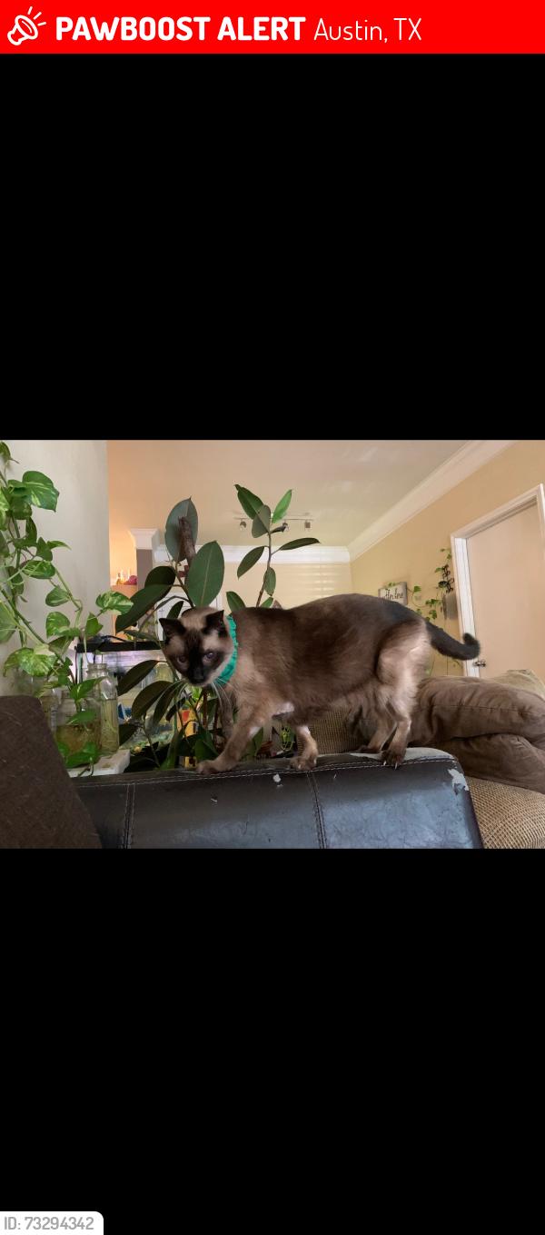 Lost Male Cat last seen Bristol heights, Austin, TX 78754