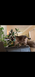 Lost Male Cat last seen Bristol heights, Austin, TX 78754