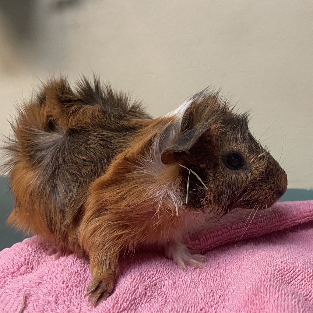 Shelter Stray Male Other last seen , 361 S Raymond Ave, Pasadena, CA 91105, USA