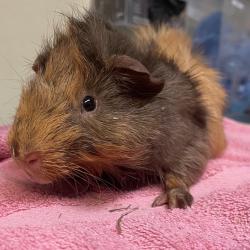 Shelter Stray Male Other last seen , 361 S Raymond Ave, Pasadena, CA 91105, USA