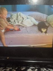 Lost Female Cat last seen Willard ln, Melbourne, FL 32935
