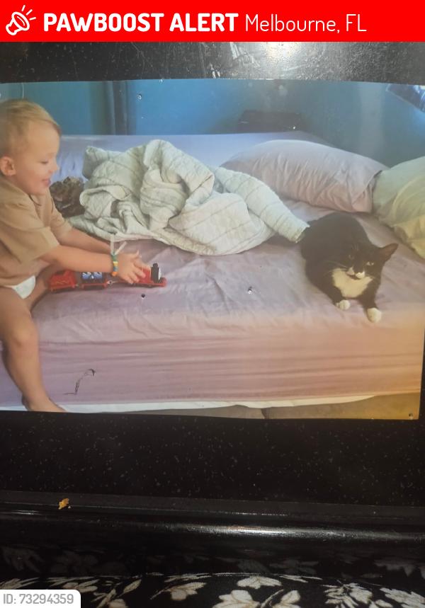 Lost Female Cat last seen Willard ln, Melbourne, FL 32935