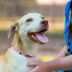 Shelter Stray Female Dog last seen , 2350 Appling City Cove, Memphis, TN 38133, USA