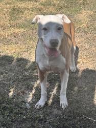 Found/Stray Female Dog last seen Country Rose, SATX 78240, San Antonio, TX 78240