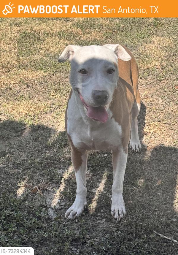 Found/Stray Female Dog last seen Country Rose, SATX 78240, San Antonio, TX 78240