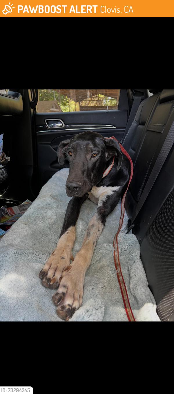 Found/Stray Male Dog last seen ashlan and thompson, Clovis, CA 93619