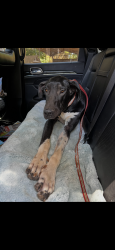 Found/Stray Male Dog last seen ashlan and thompson, Clovis, CA 93619