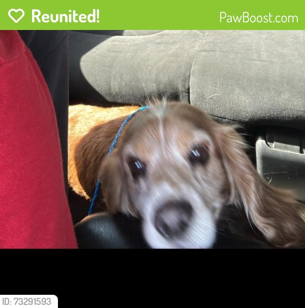 Reunited Male Dog last seen Near watercress drive, San Antonio, TX 78238