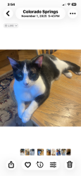 Lost Female Cat last seen Tenderfoot hills street and lake, Colorado Springs, CO 80906