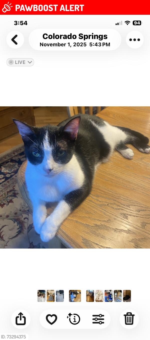 Lost Female Cat last seen Tenderfoot hills street and lake, Colorado Springs, CO 80906
