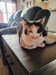 Lost Female Cat last seen Indian Hills Rd, Norman, OK 73026