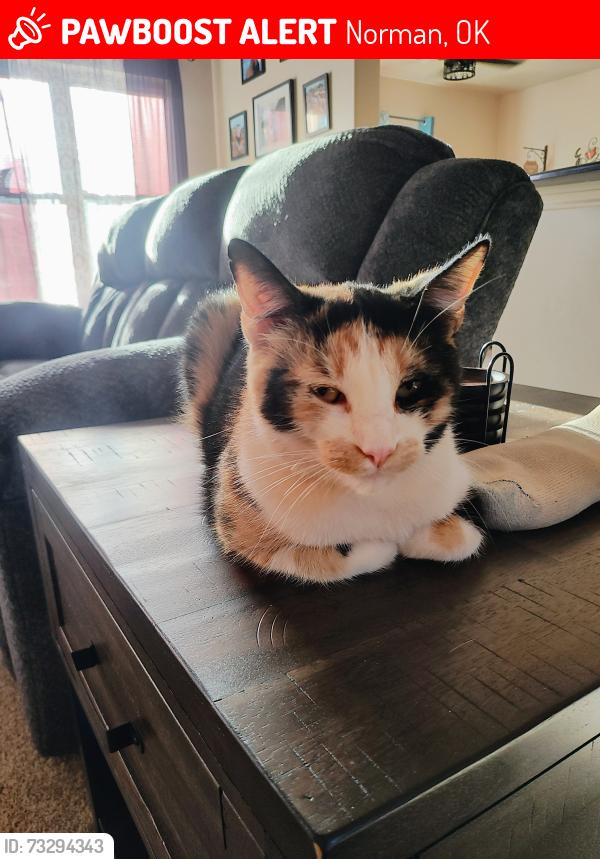 Lost Female Cat last seen Indian Hills Rd, Norman, OK 73026