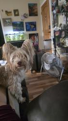 Reunited Male Dog last seen Willis Waukegan, Conroe, TX 77303