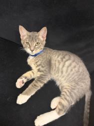 Lost Male Cat last seen Crestline elementary, Mountain Brook, AL 35213