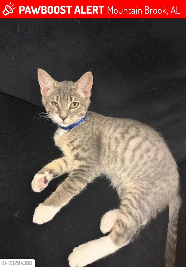 Lost Male Cat last seen Crestline elementary, Mountain Brook, AL 35213