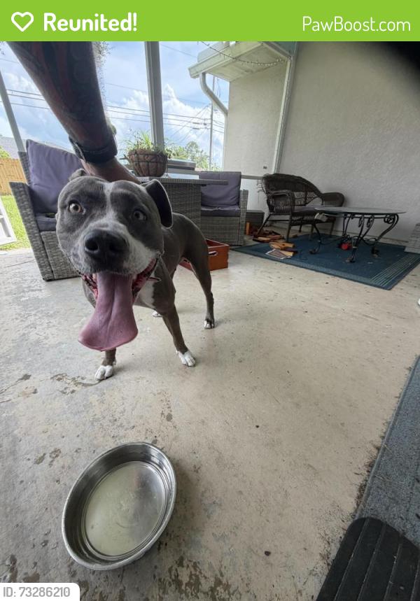 Reunited Female Dog last seen Wellington and savonna, Port St. Lucie, FL 34953