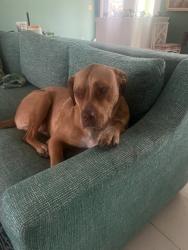 Lost Male Dog last seen NE Masters Ave and Bishop, Arcadia, FL 34266