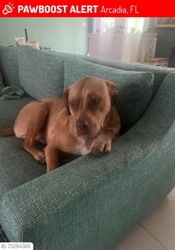 Lost Male Dog last seen NE Masters Ave and Bishop, Arcadia, FL 34266