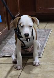 Reunited Male Dog last seen Kings est Road and Kings Road, St. Augustine, FL 32086