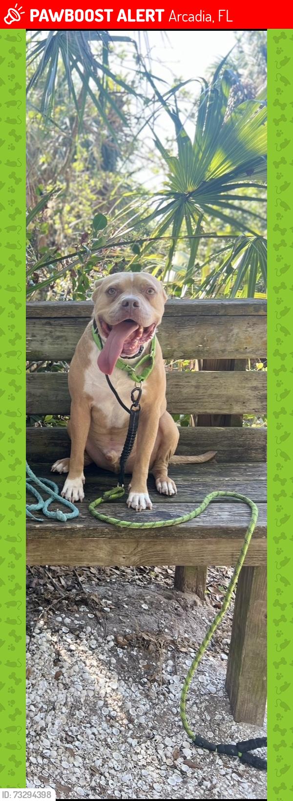 Lost Male Dog last seen NE Master Ave and Bishop, Arcadia, FL 34266