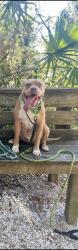 Lost Male Dog last seen NE Master Ave and Bishop, Arcadia, FL 34266