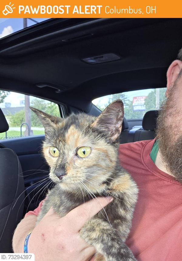 Found/Stray Female Cat last seen Bishop Ready HS baseball field, Columbus, OH 43204