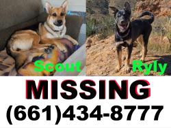 Lost Female Dog last seen Indian Oak Rd and Golden Spur Rd, Acton, CA 93510