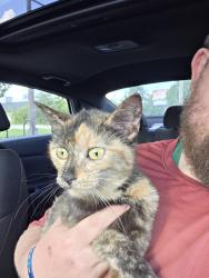 Found/Stray Female Cat last seen Bishop Ready HS baseball field, Columbus, OH 43204