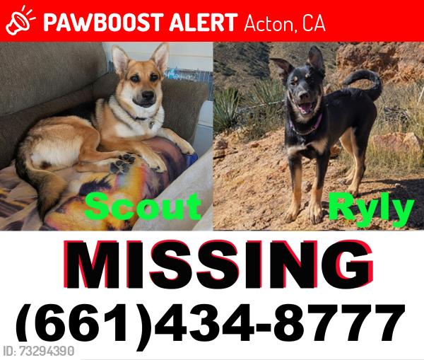 Lost Female Dog last seen Indian Oak Rd and Golden Spur Rd, Acton, CA 93510