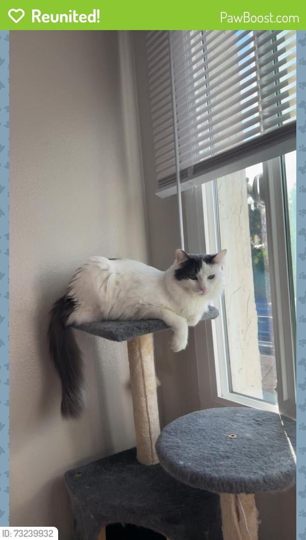 Reunited Male Cat last seen Telegraph + crest st, Chula Vista, CA 91910