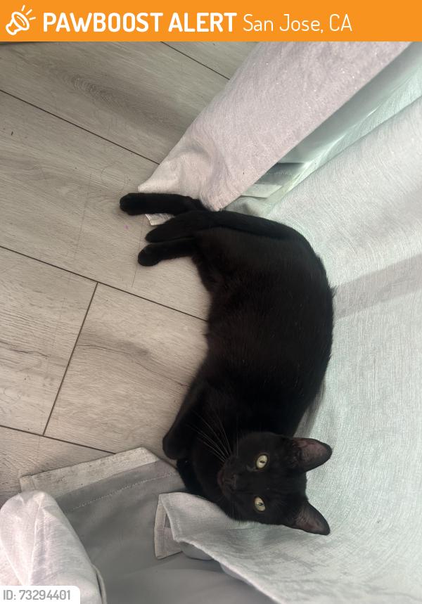 Found/Stray Female Cat last seen Near Sussex drive, San Jose, CA 95127